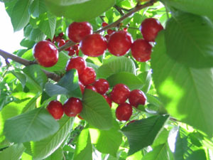 �ѳ��L�ę��҈@