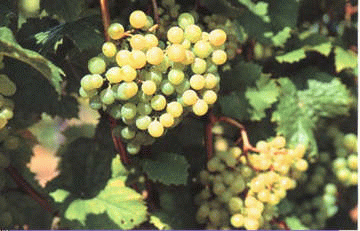 �������ќ�