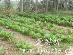 �����5̖(h��o)�r(n��ng)��Ժ