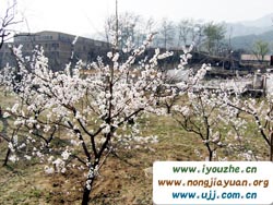 ��ɽկ�ȼٴ�