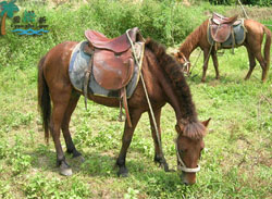 �Ծ��������r��Ժ