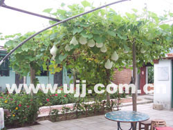 �ű�����һ�͗�