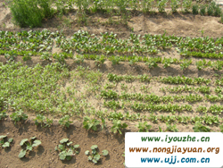 �ű��ں�����(sh��)���˼��r(n��ng)��Ժ