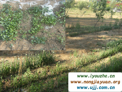 �Ŷɺ�����ɽ�f