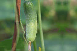 �����ӑcˮī�നɽ�f