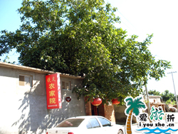 ���c�{���P�r��Ժ