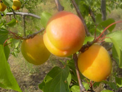 �����{���ف�(l��i)�r(n��ng)��Ժ