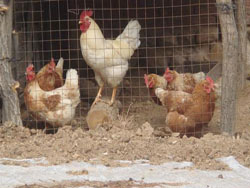 �����{�������e�r��Ժ