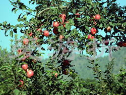 ��ɽ���v����ɽ�f