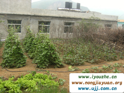 Ұ���°���{��ɽ�r��Ժ