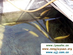 Ұ��������ɽ�f