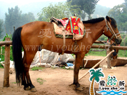 ����{��Ȼ�������e����